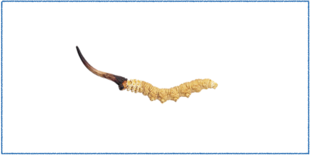  cordyceps sinensis 