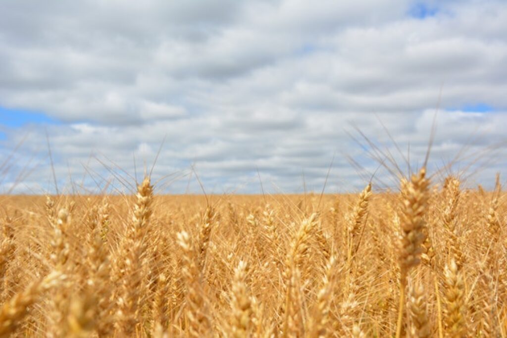 Wheat, flour, all purpose flour, cake flour