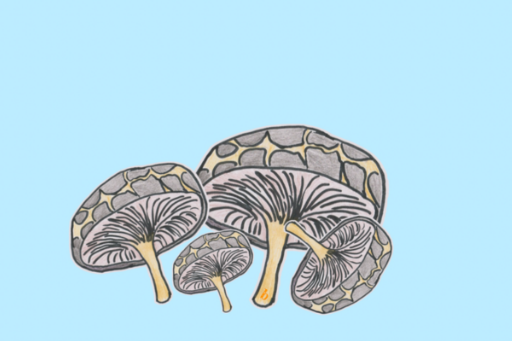 Shiitake